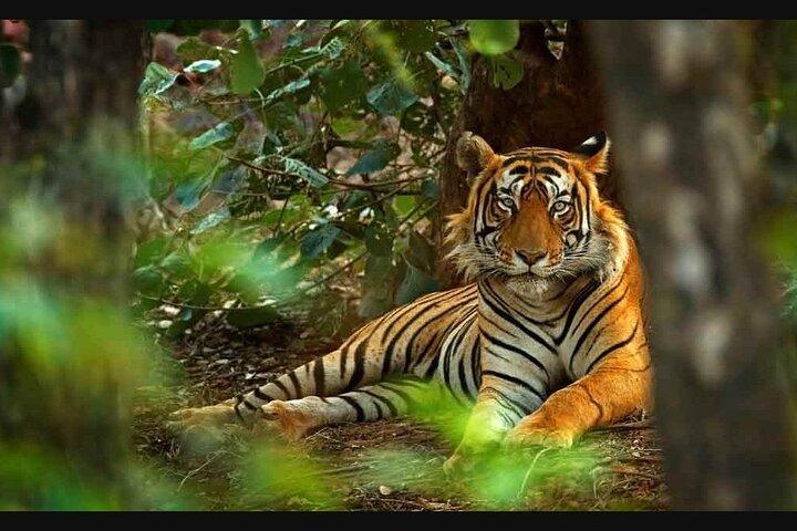 3 Tage Ranthambore Tigers, Bharatpur & Taj Mahal Tour von Jaipur