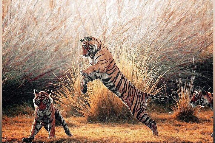 3 giorni Ranthambore Tigers, tour di Bharatpur e Taj Mahal da Jaipur