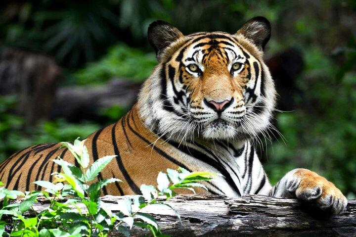 3 Tage Ranthambore Tigers, Bharatpur & Taj Mahal Tour von Jaipur