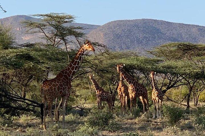 Kenya Safari 7 dagar 6 nätter