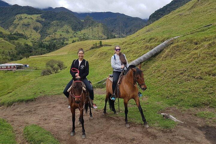Excursion d'une journée à cheval dans la vallée de Cocora et le Salento