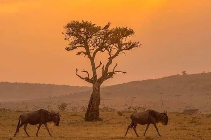 3-Day Private Masai Mara Safari