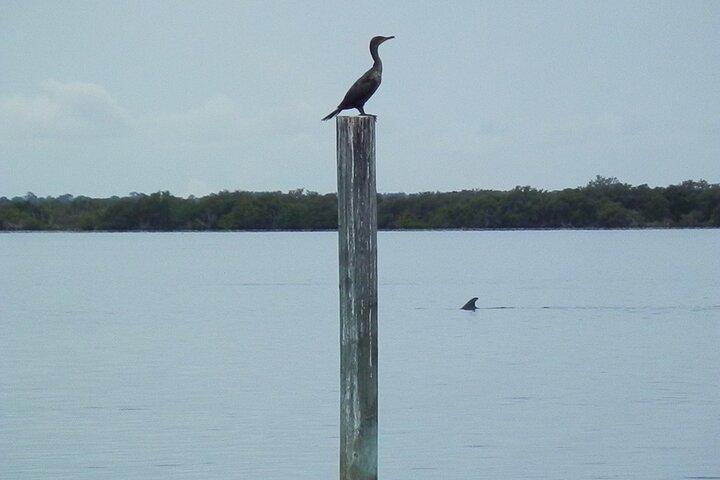 Cocoa Beach Dolfijnen- en wildlifetour