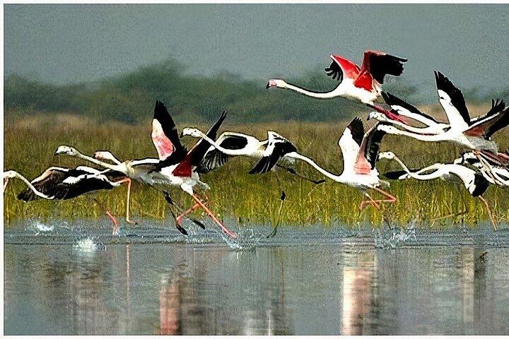 3 Tage Ranthambore Tigers, Bharatpur & Taj Mahal Tour von Jaipur