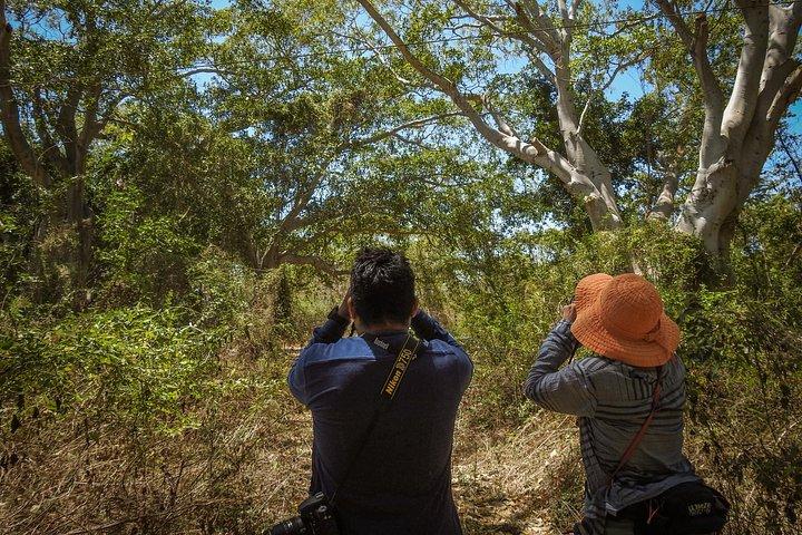 Bird Watching Mazatlán - Birding Tour