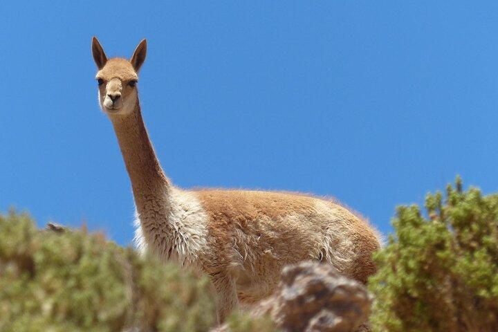 5-tägige Bolivien-Tour: La Paz, Uyuni Salt Flats & Colchani