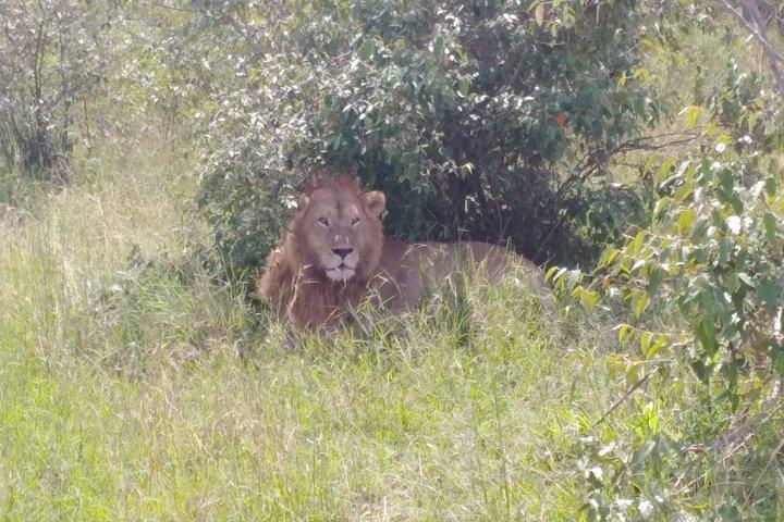 6 giorni a Masai Mara Interactiv, Lago Nakuru e Amboseli
