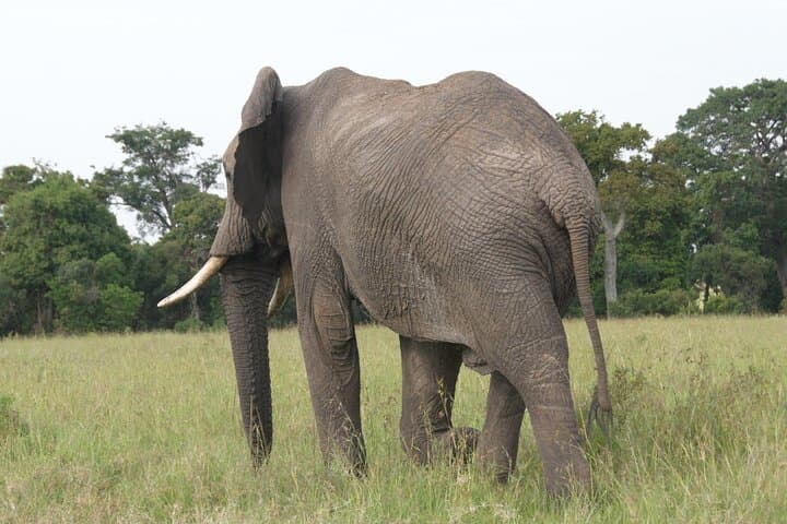 4 Days Masai Mara, Lake Nakuru National Park Private Safari