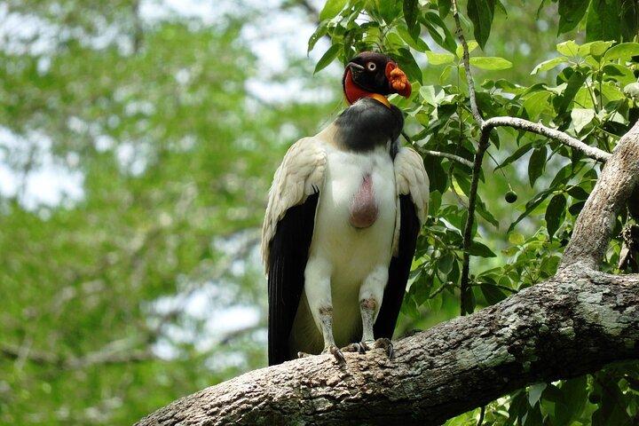 Excursão de dia inteiro para Calakmul e Balamkú saindo de Campeche
