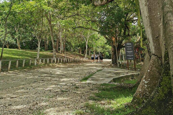 Tikal Day Adventure from San Ignacio (Lunch Included)