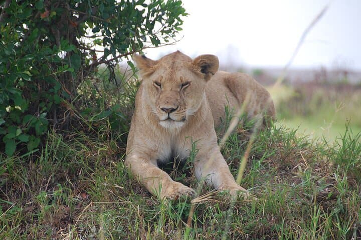 4 Days Masai Mara, Lake Nakuru National Park Private Safari