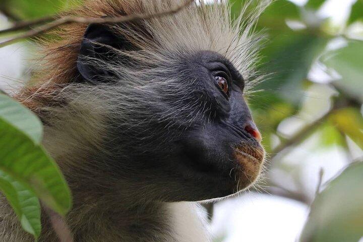 Jozani Monkey Tour; Caverna de Ngonga; Caverna de Salam; Caverna de Kuza; A Rocha