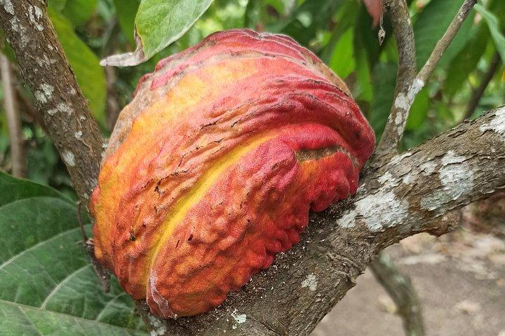 クエンカからグアヤキル、またはグアヤキルからクエンカへのシャトル