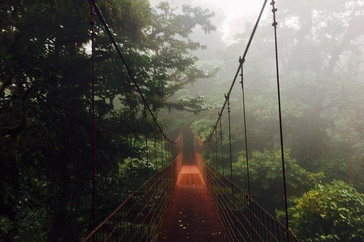 BirdwatchingTour between clouds and forest Monteverde