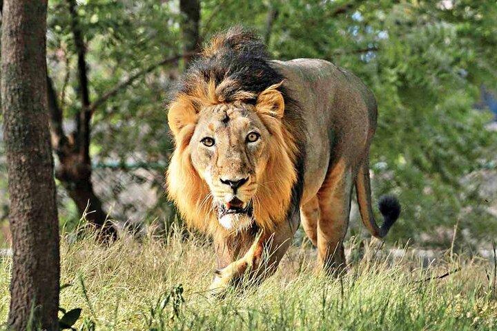 Tajmahal mit Lion Safari Same Day Trip