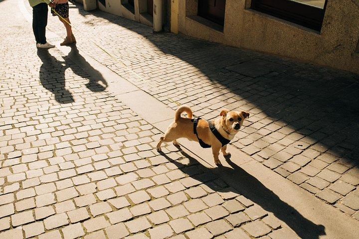 ポルトのベストスポットでのInstagrammableプライベート写真撮影