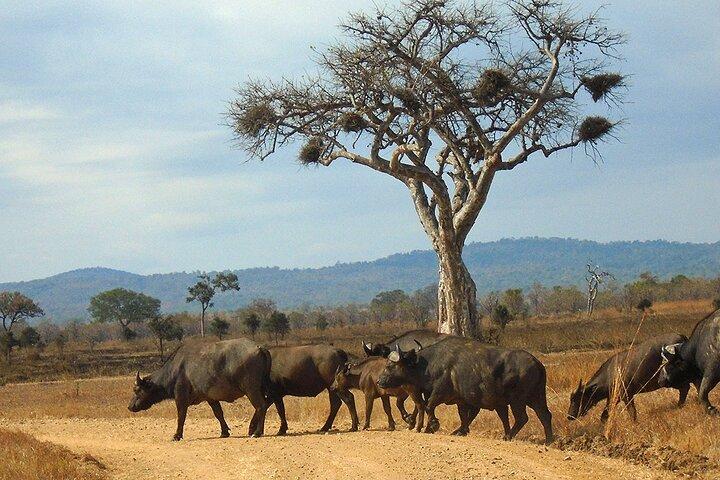 Mikumi Nationaal Park Dagtocht Safari met SGR Trein