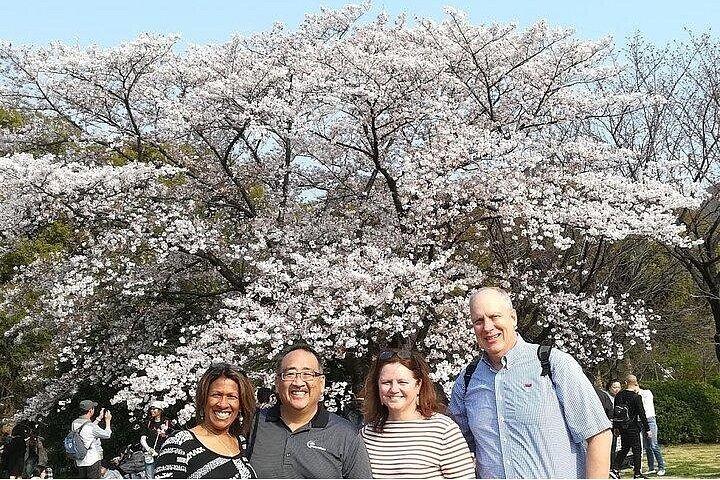 桜の見どころ、浜離宮、浅草、明治神宮