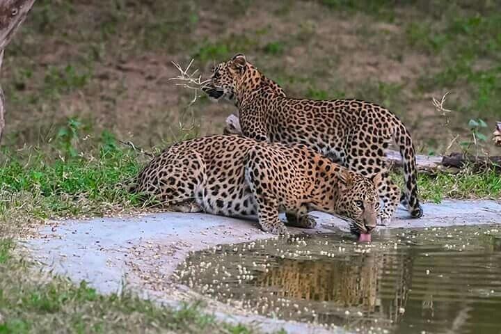 2 dagen : Jhalana Luipaarden & Ranthambore Tiger Safari vanuit Jaipur