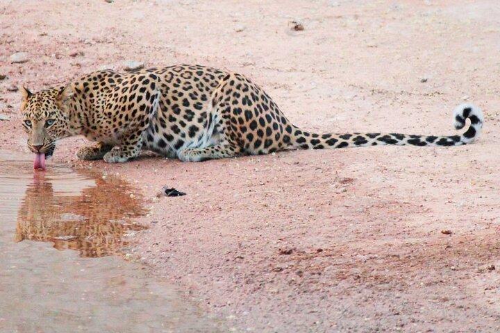 2 dagen : Jhalana Luipaarden & Ranthambore Tiger Safari vanuit Jaipur