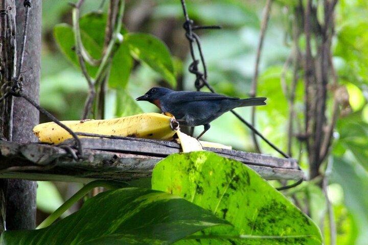 Hidden Waterfalls, Bird Sanctuary & Bamboo Rafting combo package