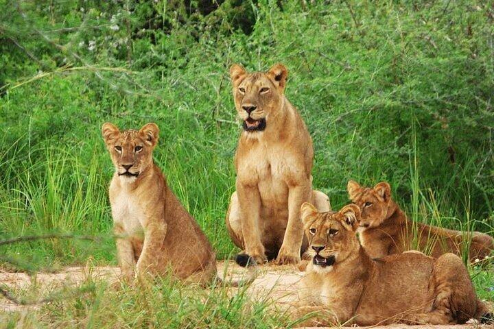 One Day Akagera Safari From Kigali
