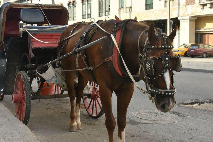 Tour della città di Aswan in carrozza
