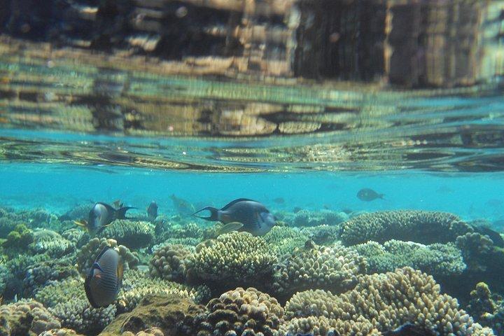 Ras Mohammed Snorkeling Tour by Boat