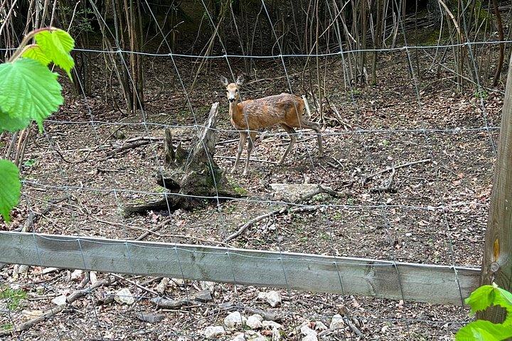 ブラン (ドラキュラ) 城、熊保護区、ラスノフ要塞、パリンカ蒸留所