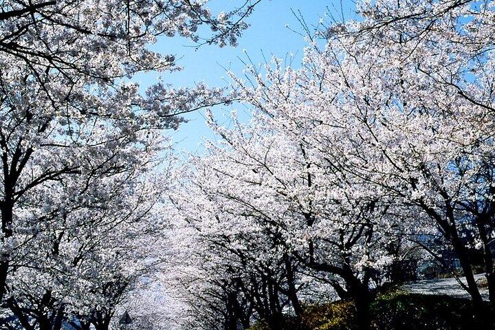 La belleza de la flor de cerezo de Corea Descubra 11days 10nights