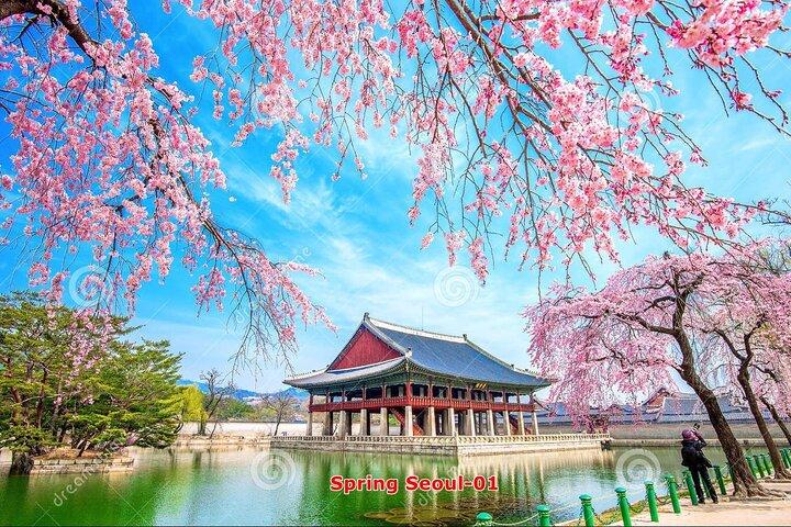 La belleza de la flor de cerezo de Corea Descubra 11days 10nights