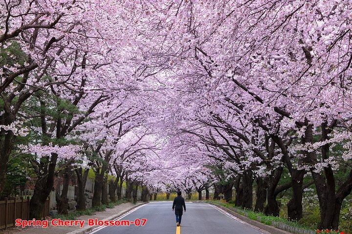 La belleza de la flor de cerezo de Corea Descubra 11days 10nights