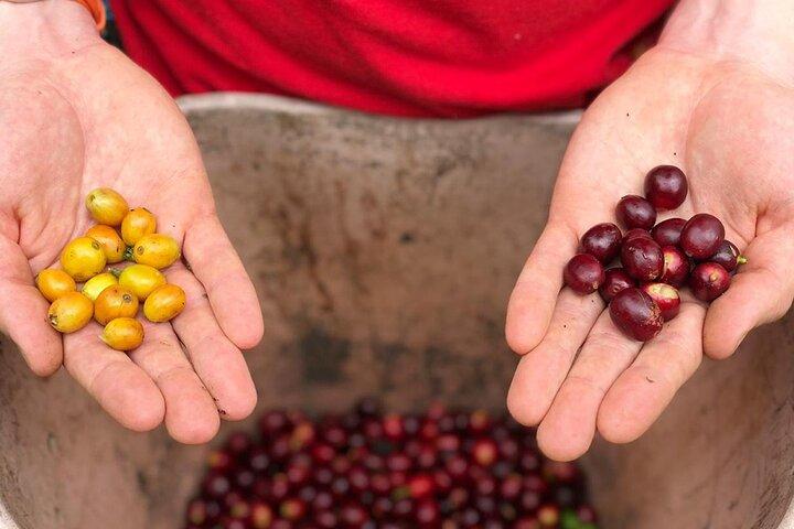 Cocora Valley, Salento e Coffee Farm Day Tour