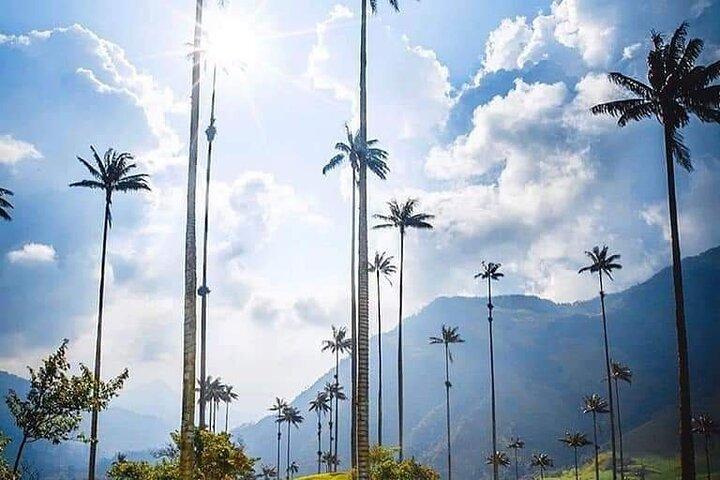 Cocora Valley, Salento e Coffee Farm Day Tour