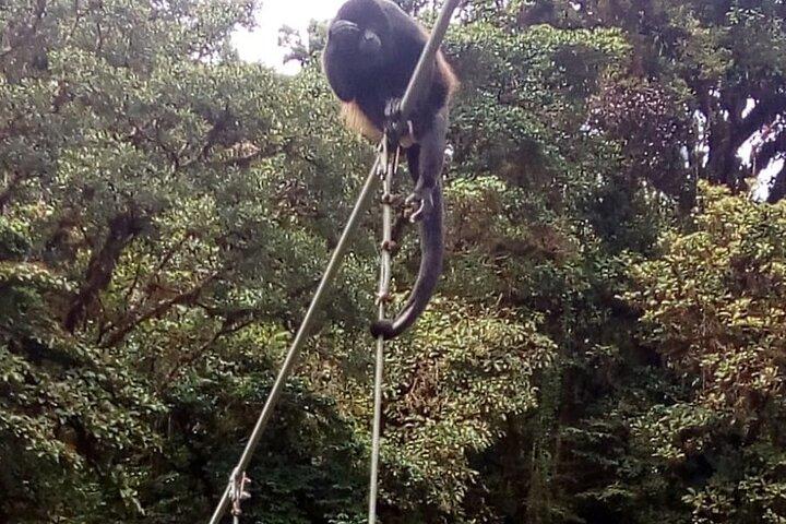 Día completo a Monteverde desde San José con Canopy y reptiles observando a los anfibios
