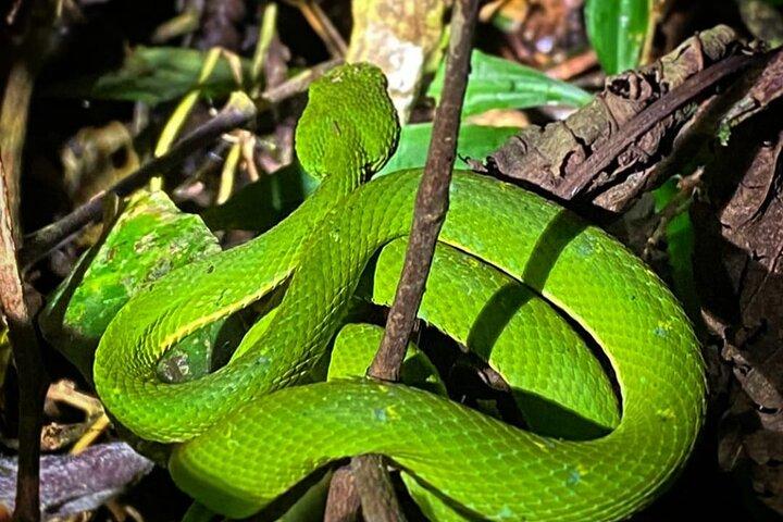 Osservazione della fauna selvatica notturna a Santa Elena Monteverde