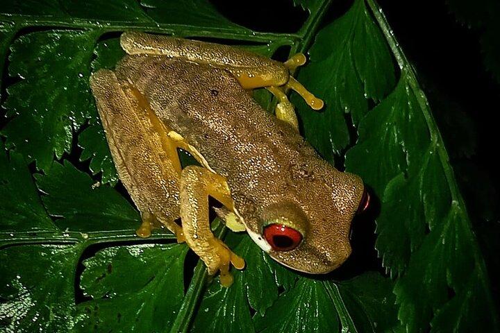 Observation nocturne de la faune à Santa Elena Monteverde