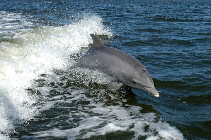 Sunset Dolphin Watching Boat Tour from Vrsar