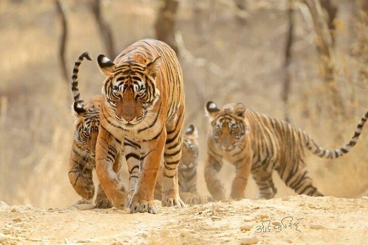 Same Day Ranthambore & Jhalana Leoparden Safari von Jaipur