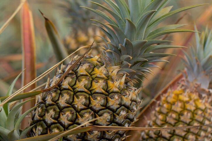 Maui Pineapple Farm Tour i Haliimaile