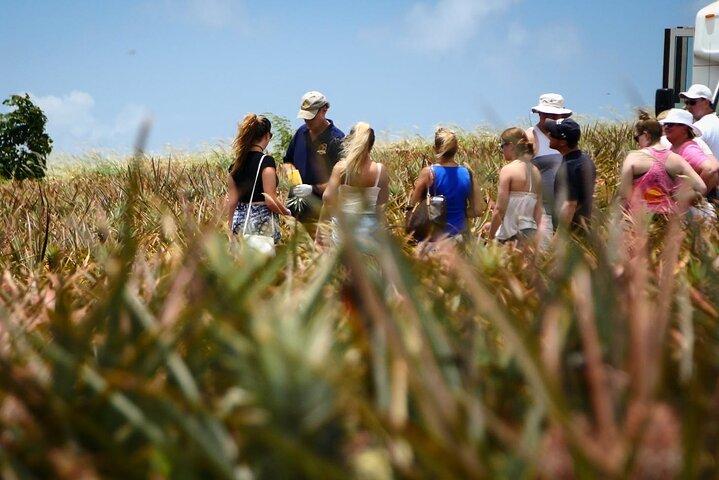 Maui Pineapple Farm Tour i Haliimaile