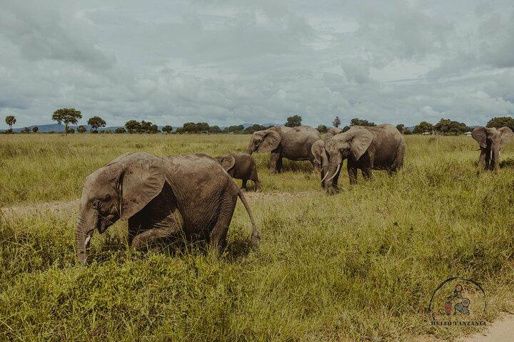 Cultuur en dieren in het wild in 3 dagen - Mikumi -Uluguru Trip