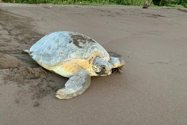 Observation of Turtles in their Natural Habitat in Tortuguero