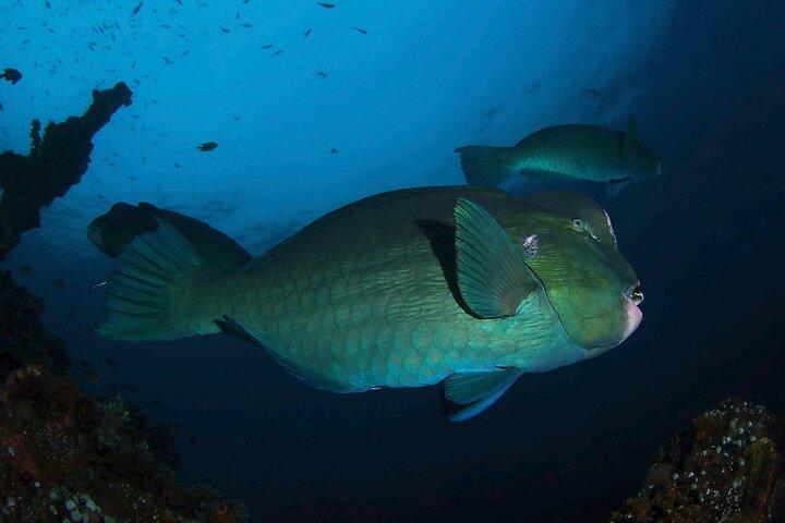 Day Trip for certified divers - 2 or 3 Dives in Tulamben (pick up in South Bali)