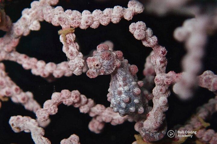 Day Trip for certified divers - 2 or 3 Dives in Tulamben (pick up in South Bali)