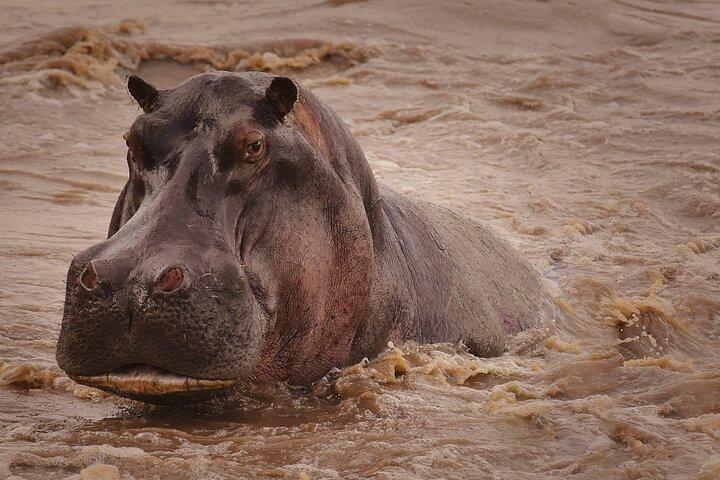 4 dagars Tanzania Safari