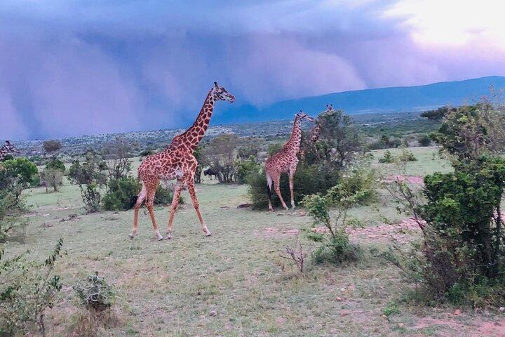 Safaris kenyans de 7 jours