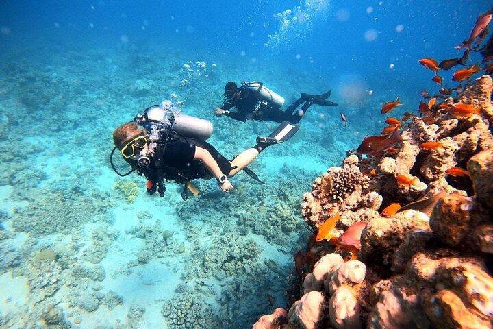 Experiencia de buceo privado de 2 horas en Aqaba