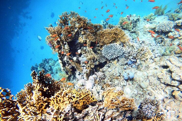 2-timmars privat dykupplevelse i Aqaba