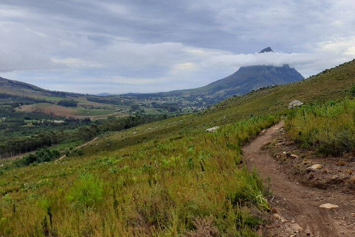 Stellenbosch Caminata y cata de vinos